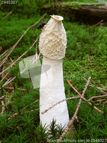 Image of stinkhorn and fly