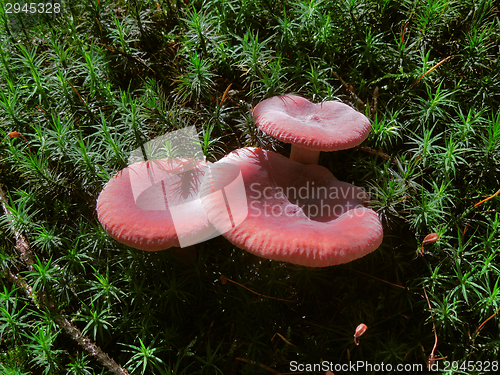 Image of red fungus