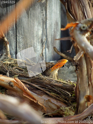 Image of fledgling