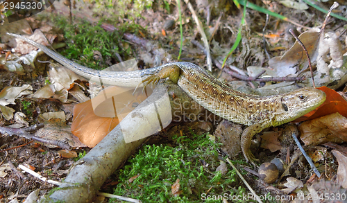 Image of Sand lizard