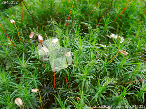 Image of moss closeup