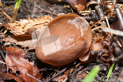 Image of Mushroom