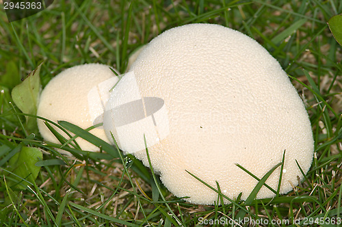 Image of Mushrooms