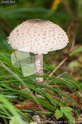 Image of Fly agaric