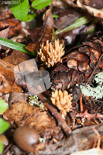 Image of Mushrooms