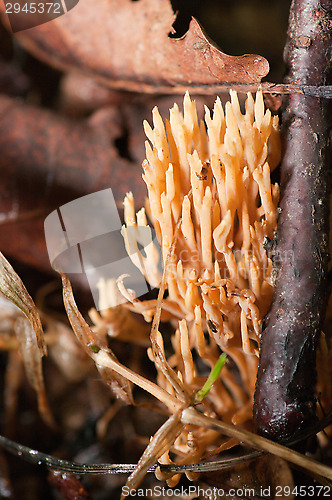 Image of Mushrooms