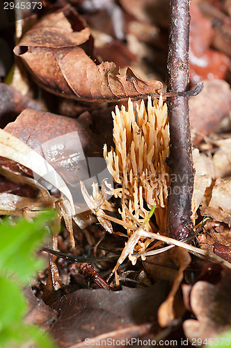 Image of Mushrooms