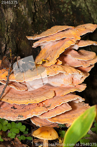 Image of Polypore