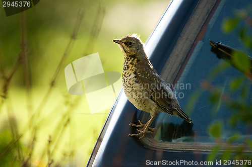 Image of Turdus pilaris