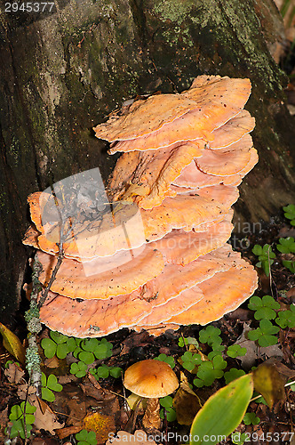 Image of Polypore