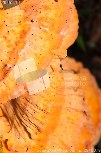 Image of Polypore