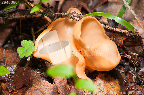 Image of Mushrooms