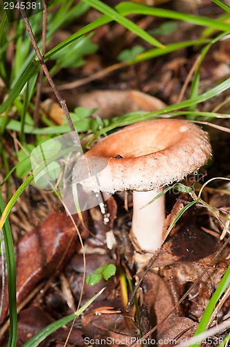 Image of Mushrooms