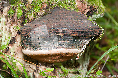 Image of Polypore