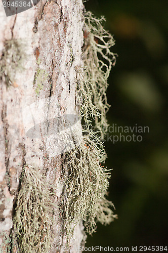 Image of Lichen and moss