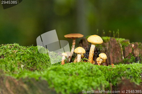 Image of Mushrooms