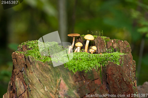 Image of Mushrooms