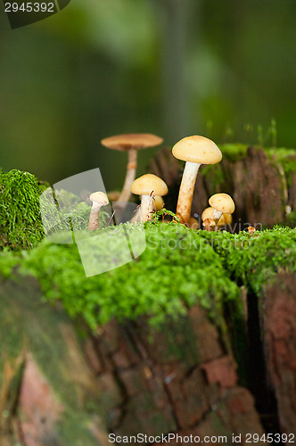 Image of Mushrooms