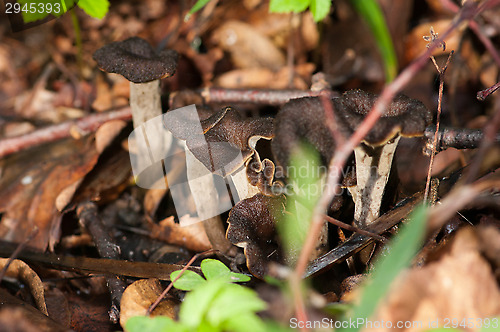 Image of Craterellus cornucopioides