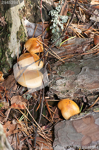 Image of Mushrooms