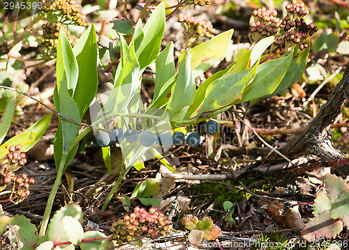 Image of Convallaria majalis