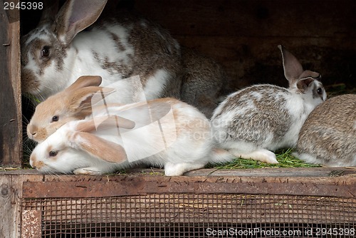 Image of Mother rabbit with newborn bunnies