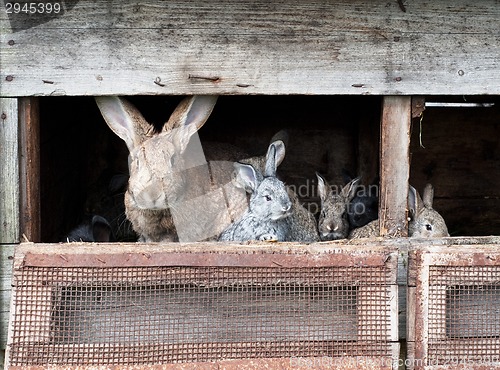 Image of Mother rabbit with newborn bunnies