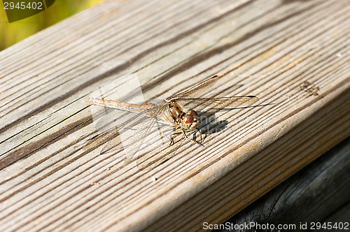 Image of Dragonfly