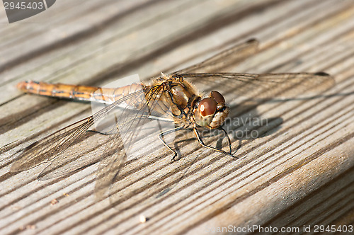 Image of Dragonfly