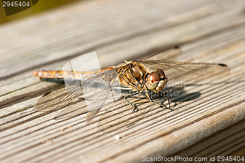 Image of Dragonfly