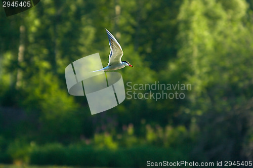 Image of Tern