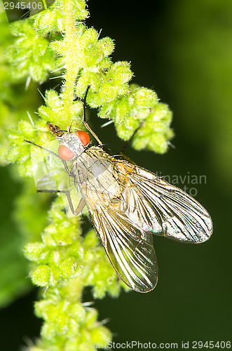 Image of Fly