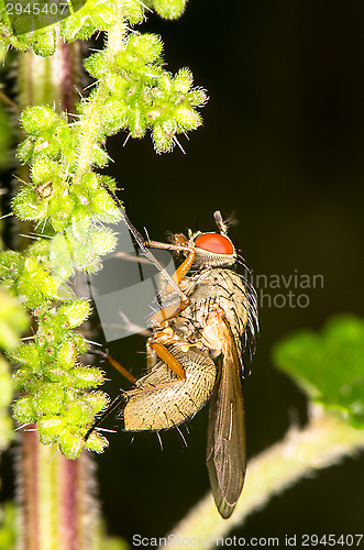 Image of Fly