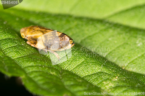 Image of Auchenorrhyncha