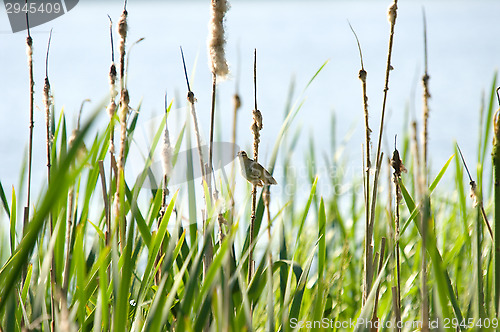 Image of Little bird