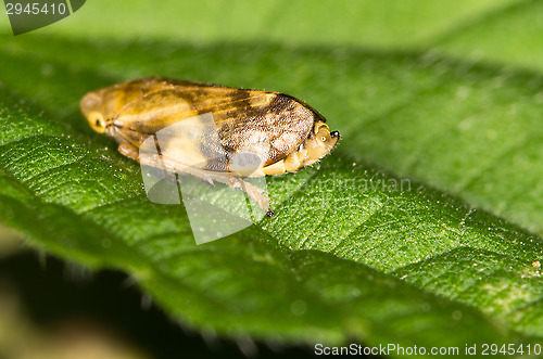 Image of Auchenorrhyncha