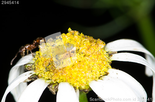 Image of Flower