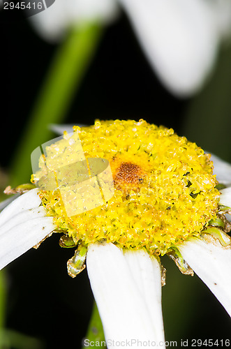 Image of Flower