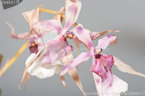 Image of Orchid