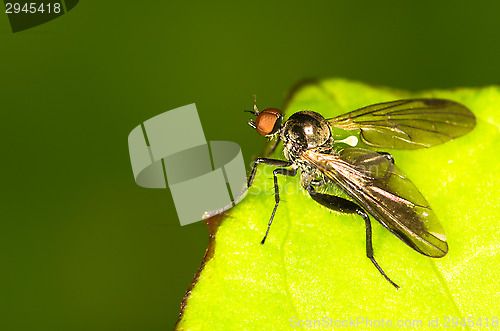 Image of Fly