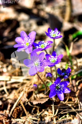 Image of Anemone