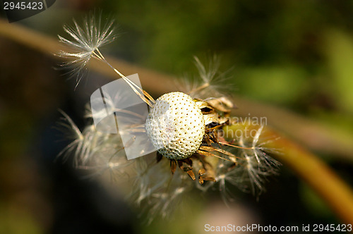 Image of Dandelion