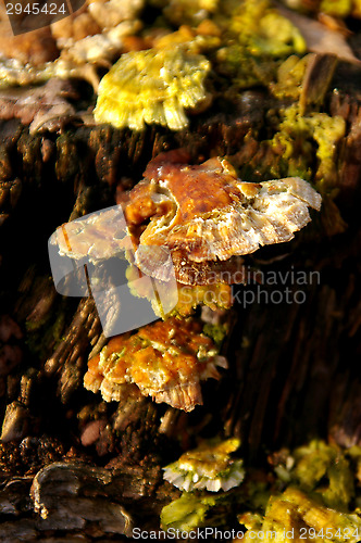 Image of Polypore