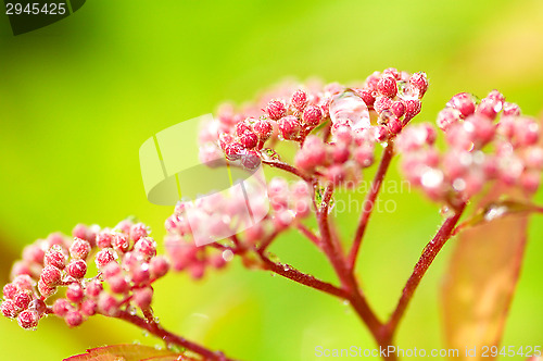 Image of Flowers