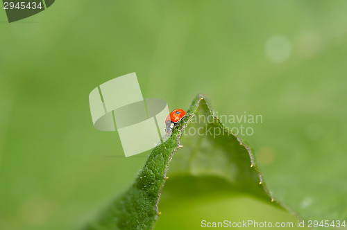 Image of Ladybug