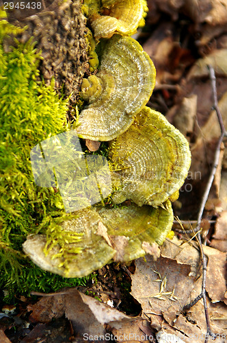 Image of Polypore