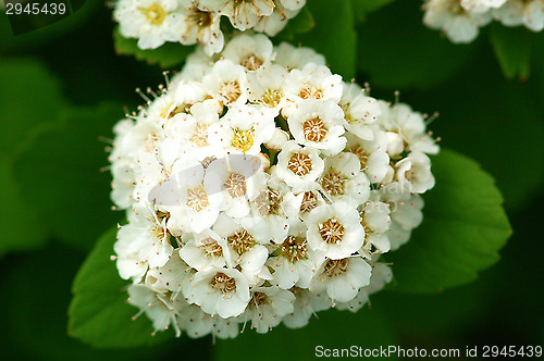 Image of Flowers