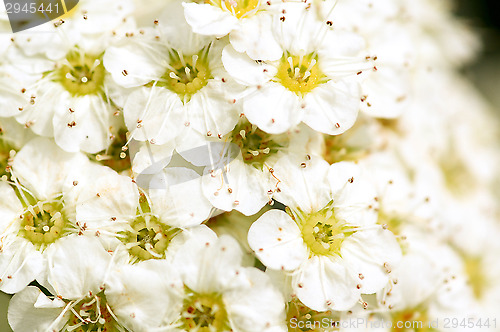 Image of Flowers