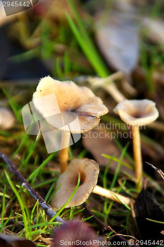 Image of Mushrooms