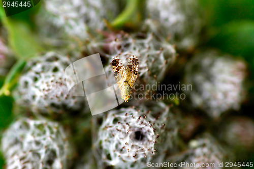 Image of Fly